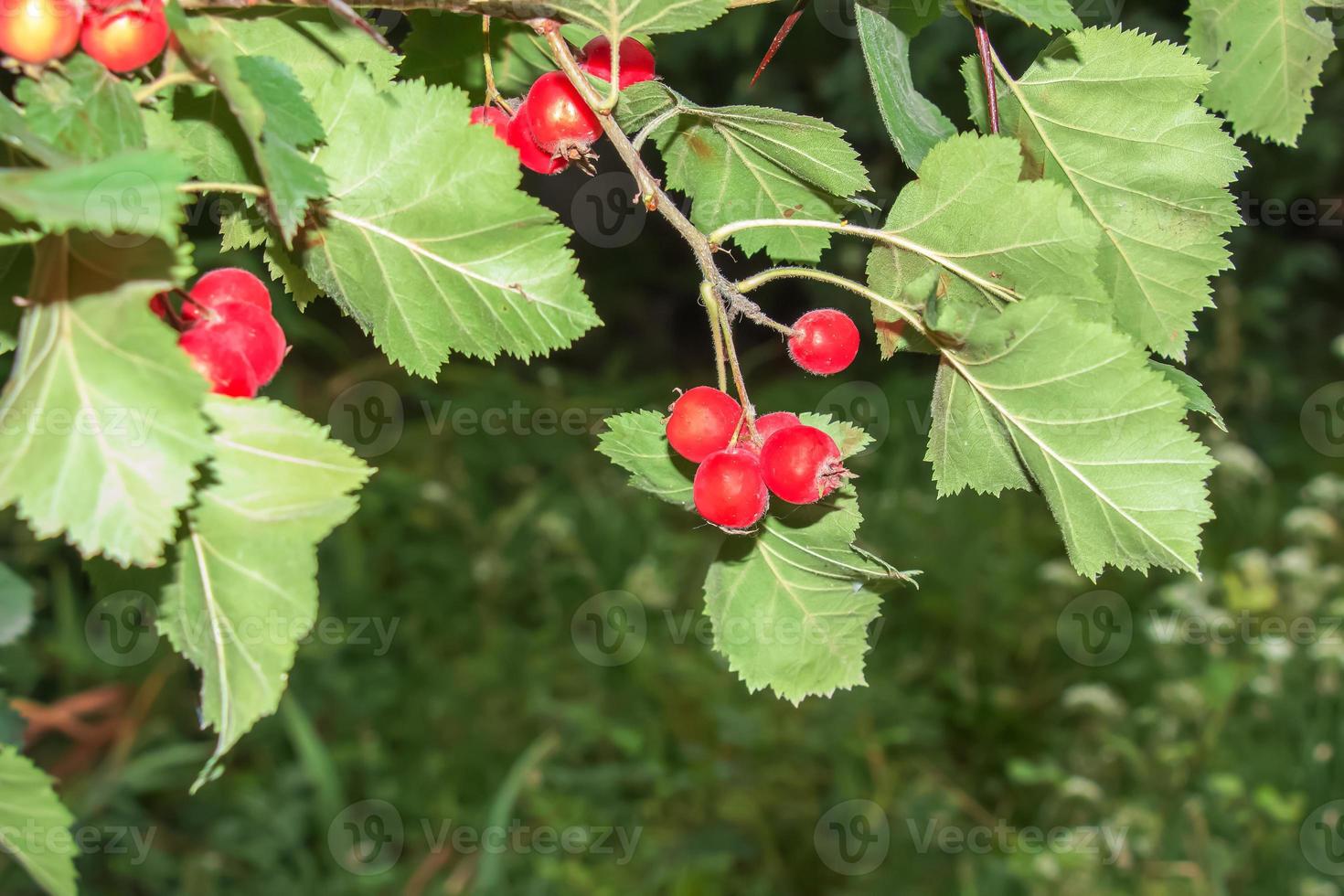 helder rood bessen van de meidoorn crataegus toeren. ex ik, groeit van nature. ze zijn gebruikt in kruiden geneeskunde voor aandoeningen net zo goed net zo in culinaire jam, gelei en wijnen. foto