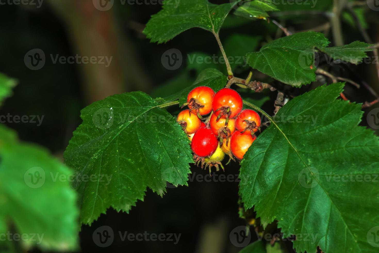 helder rood bessen van de meidoorn crataegus toeren. ex ik, groeit van nature. ze zijn gebruikt in kruiden geneeskunde voor aandoeningen net zo goed net zo in culinaire jam, gelei en wijnen. foto