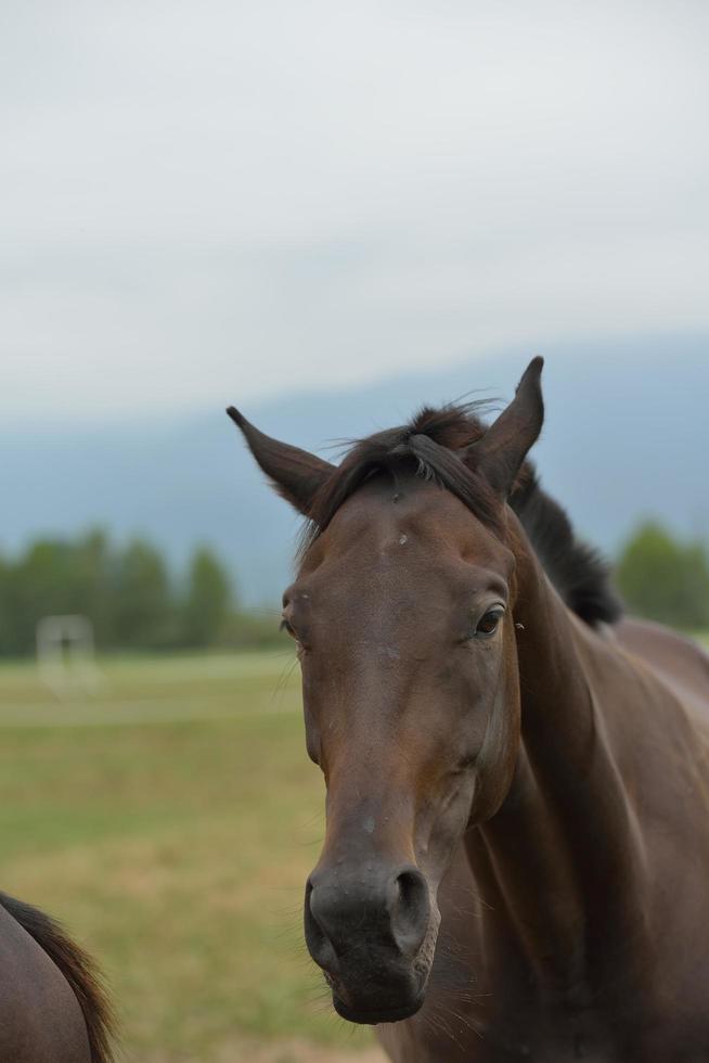 paard portret visie foto