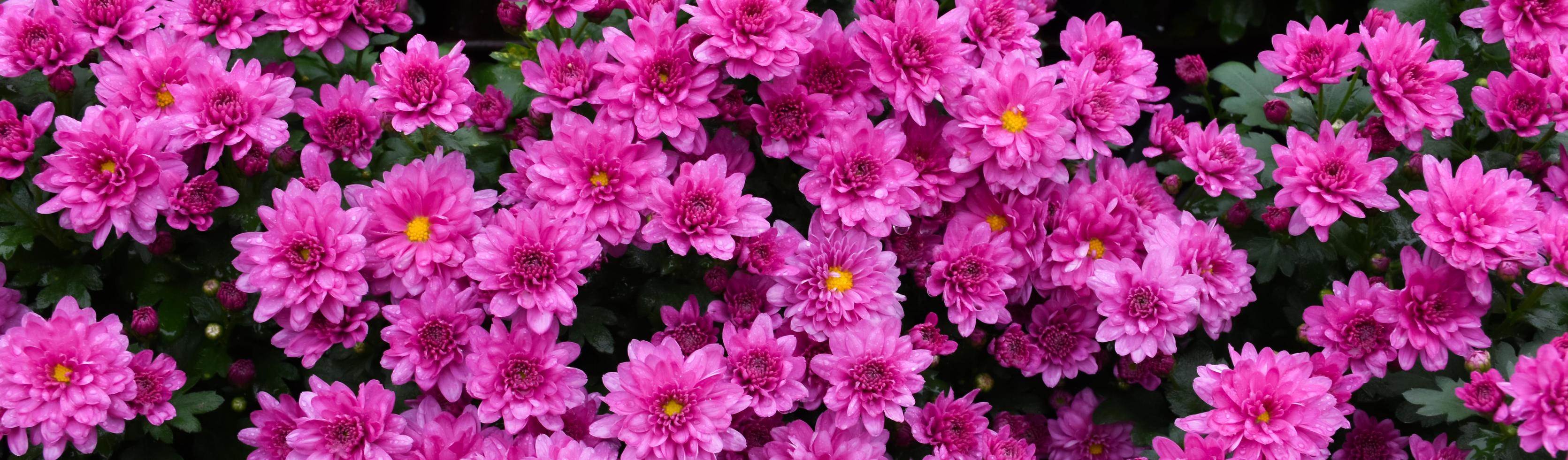 roze chrysant bloem achtergrond, zacht en selectief focus. foto