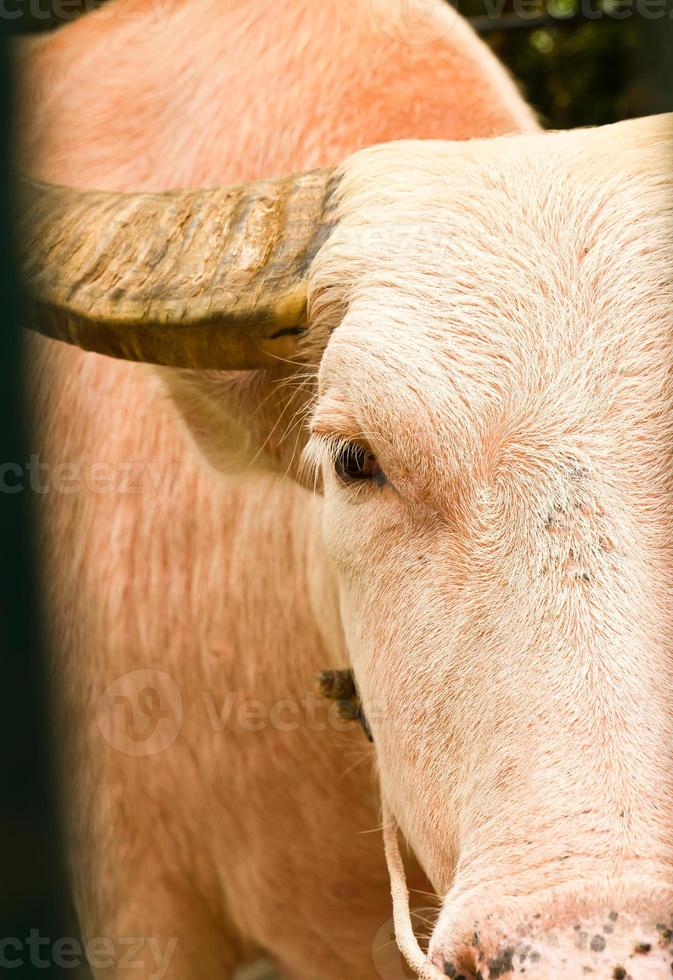 een albino water buffel detailopname foto