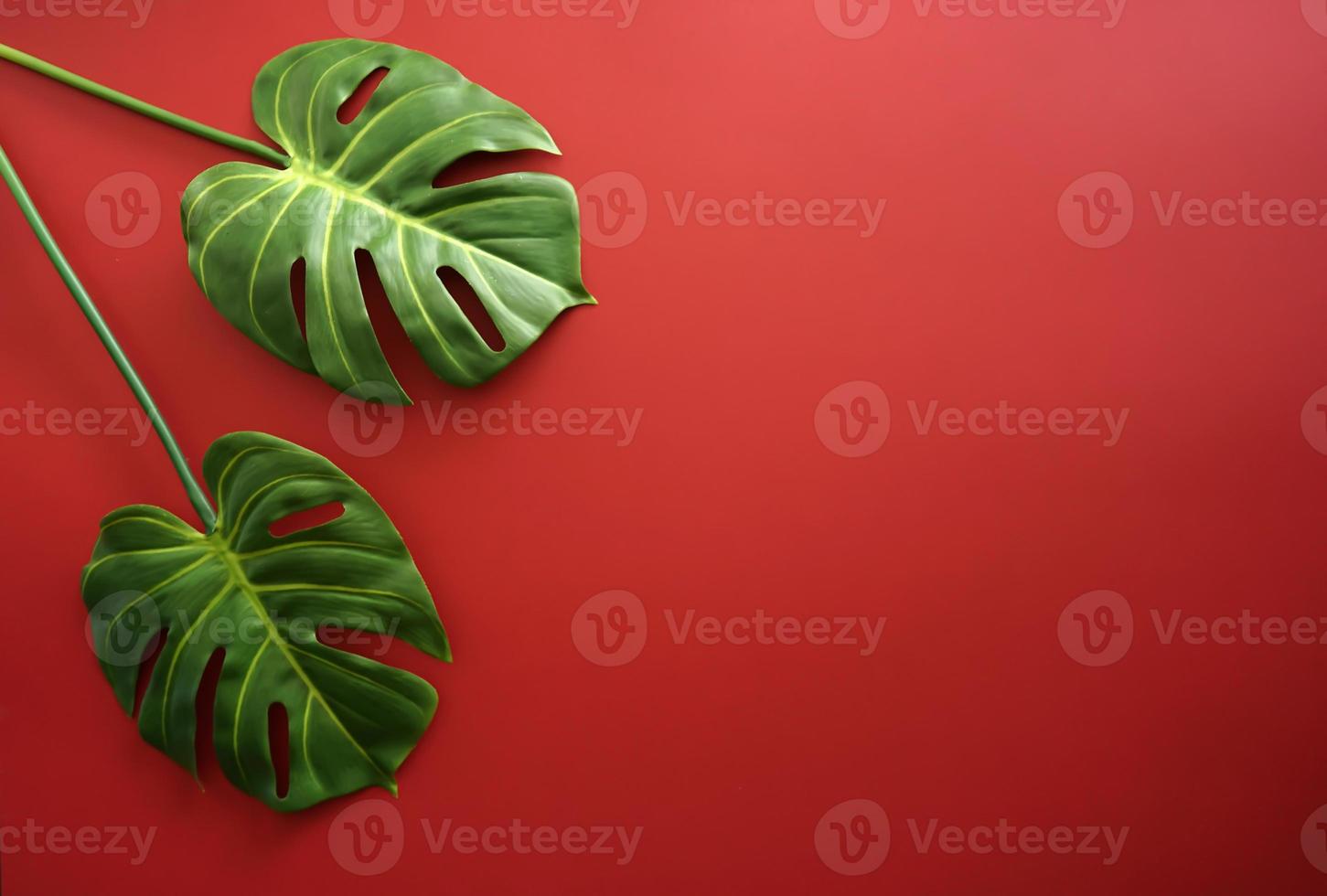 twee groen monstera bladeren aan het liegen Aan een rood achtergrond foto