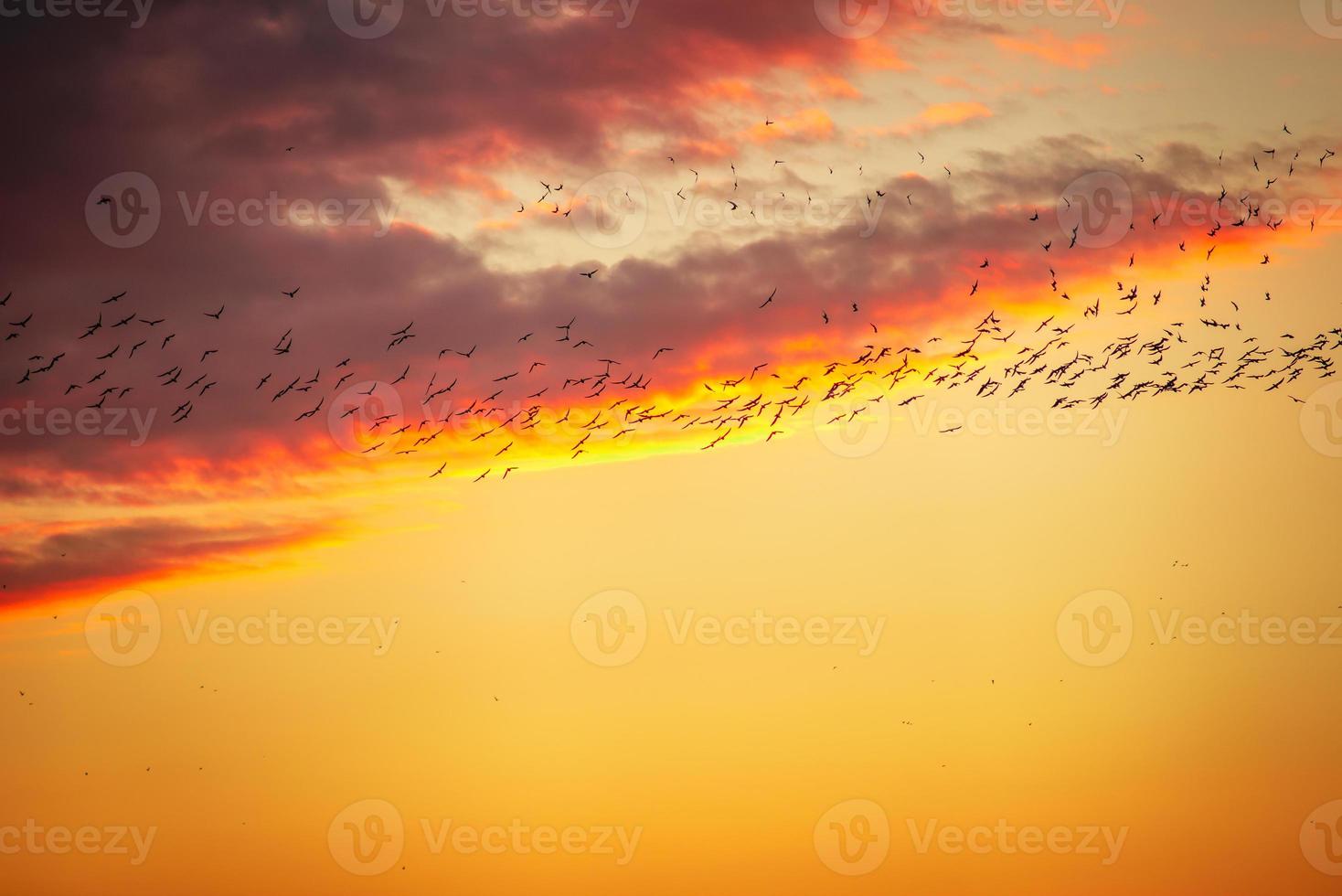 kudde van vogelstand vliegend Bij zonsondergang vrijheid concept foto