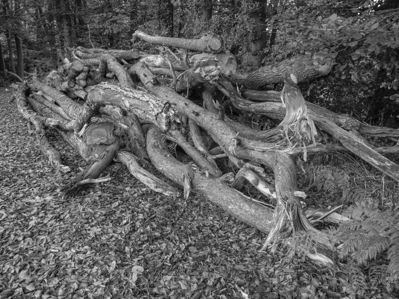 wandelen Bij rivier- in Westfalen foto