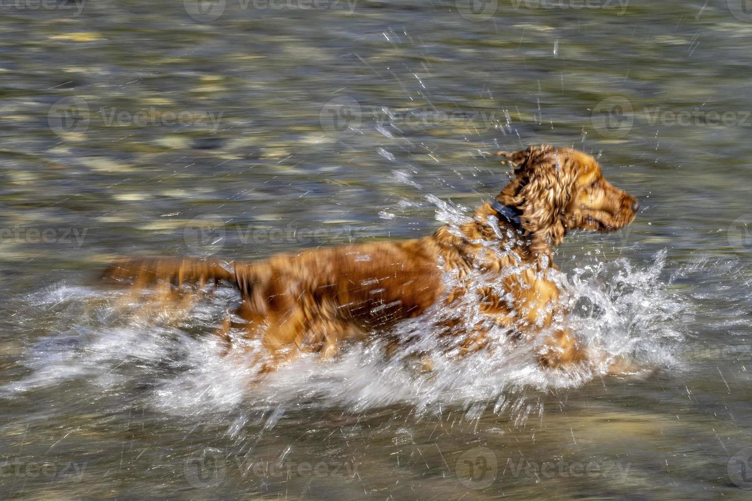 puppy jong hond Engels cocker spaniel terwijl in de water foto