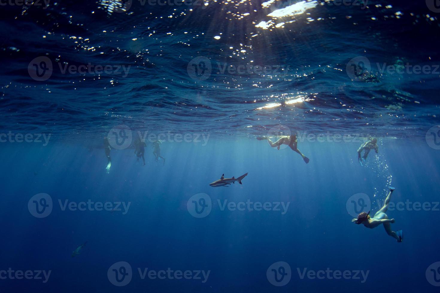 mensen snorkelen met haaien in blauw oceaan van Polynesië foto