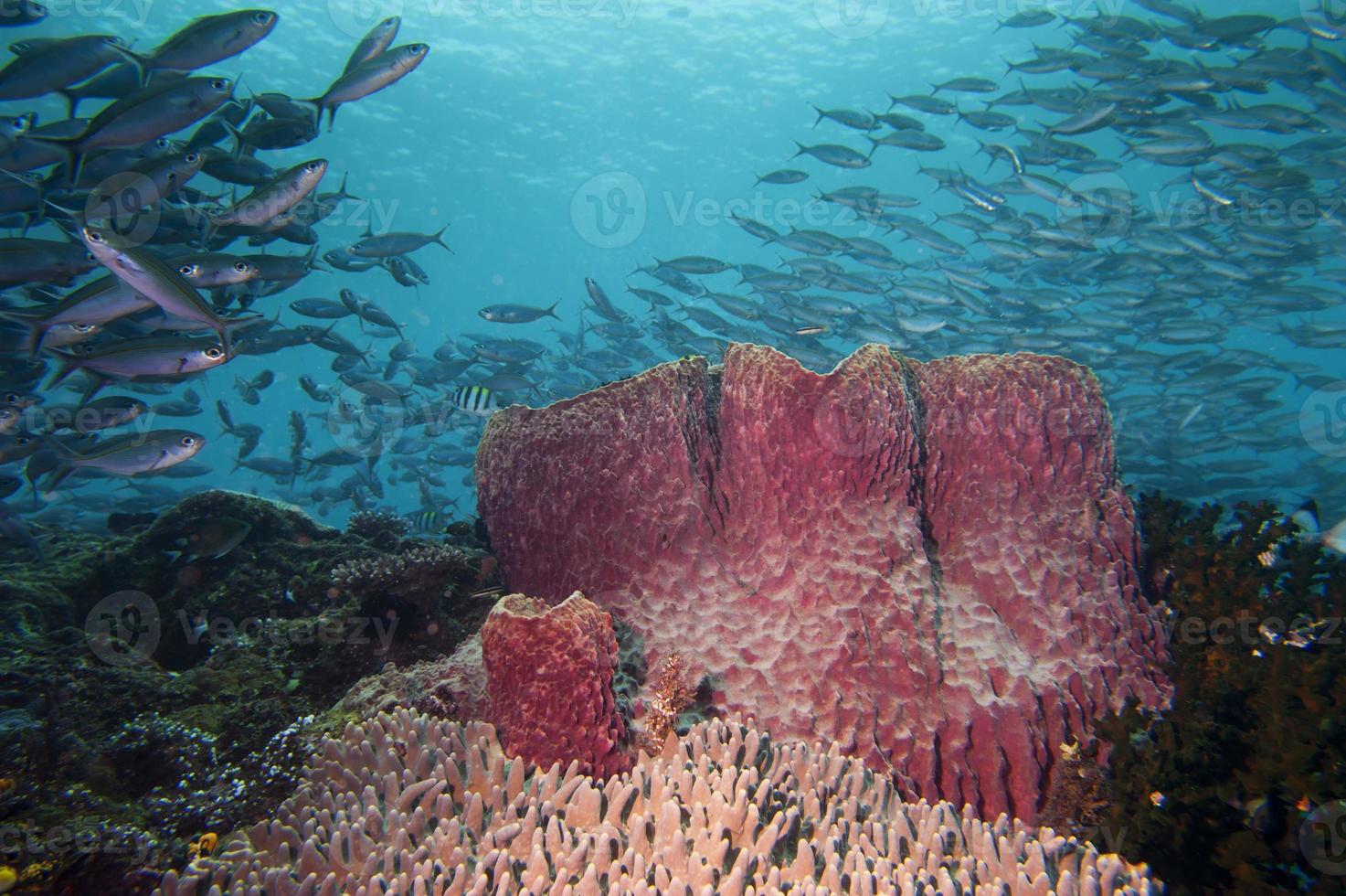 een reusachtig spons in de blauw achtergrond raja ampat Papoea, Indonesië foto