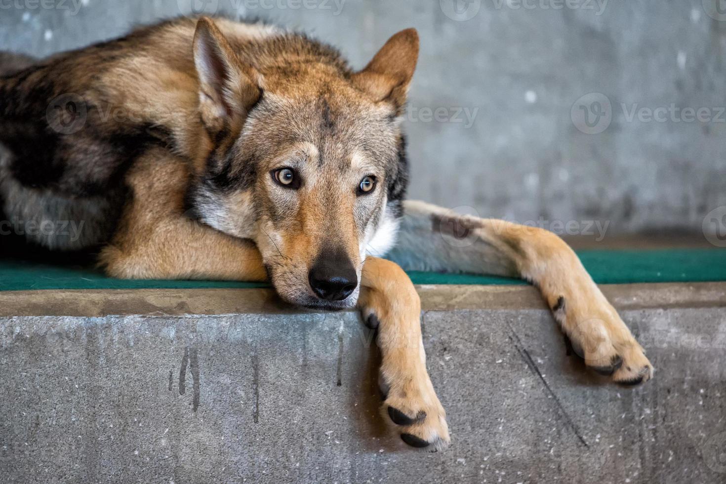 Tsjechisch wolf hond portret ontspannende en op zoek foto