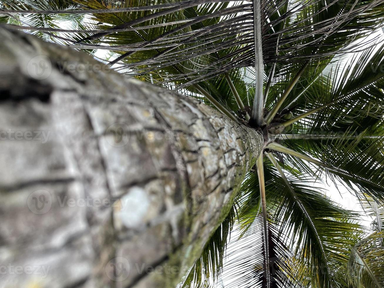 kokosnoot palm boom natuur foto