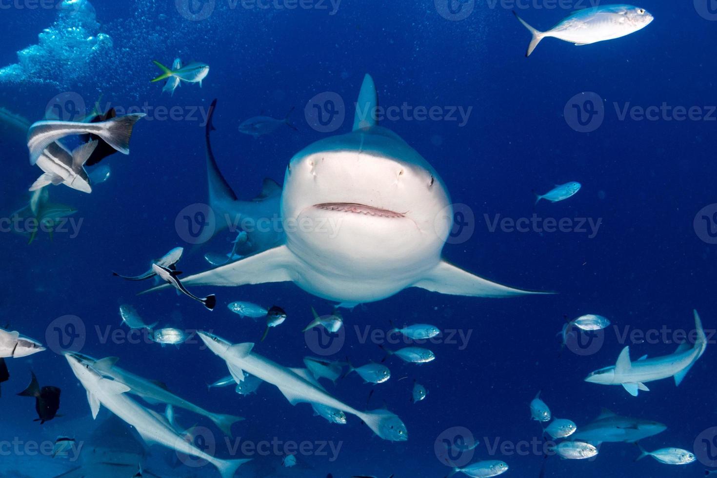 stier haai terwijl klaar naar aanval terwijl voeden foto