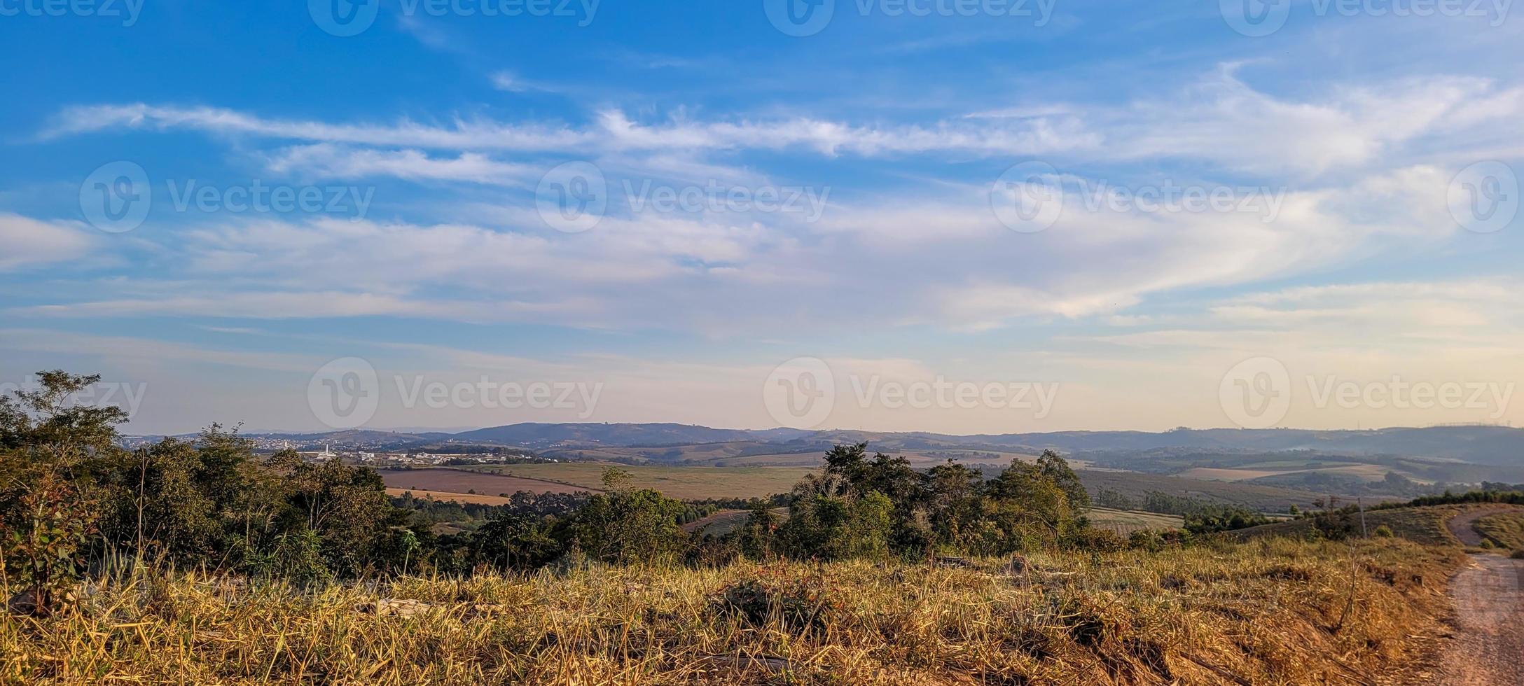 eucalyptus plantage boerderij in zonnig dag in Brazilië platteland Aan aarde weg foto