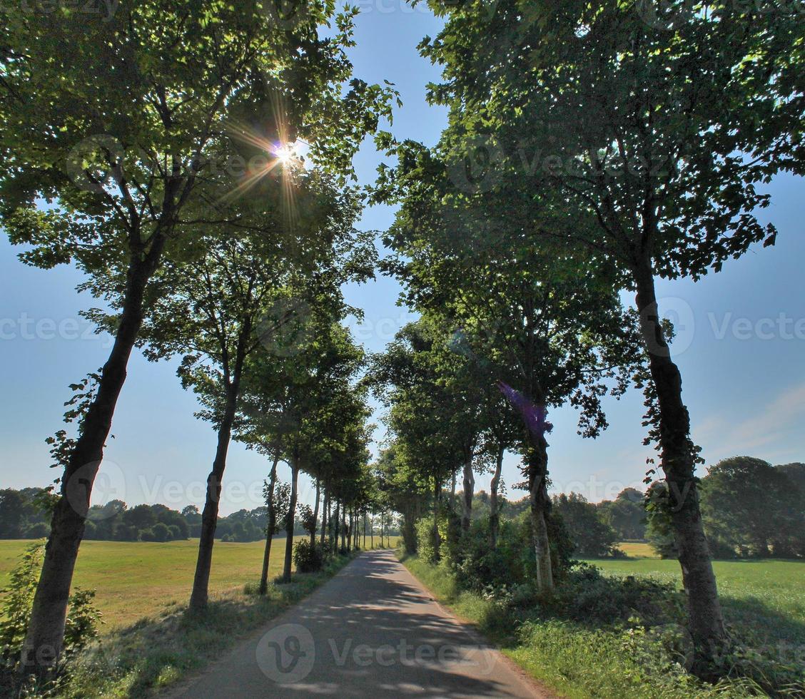 prachtig uitzicht in een dicht groen bos met fel zonlicht dat diepe schaduw werpt foto