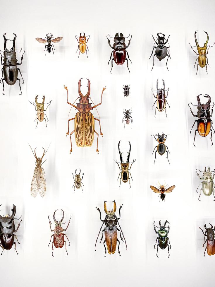 breed assortiment van mooi insecten in een glas geval Bij een museum foto