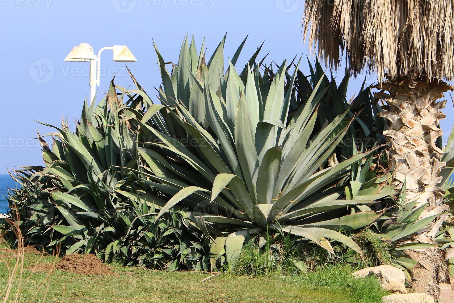 een groot en stekelig cactus groeit in een stad park. foto