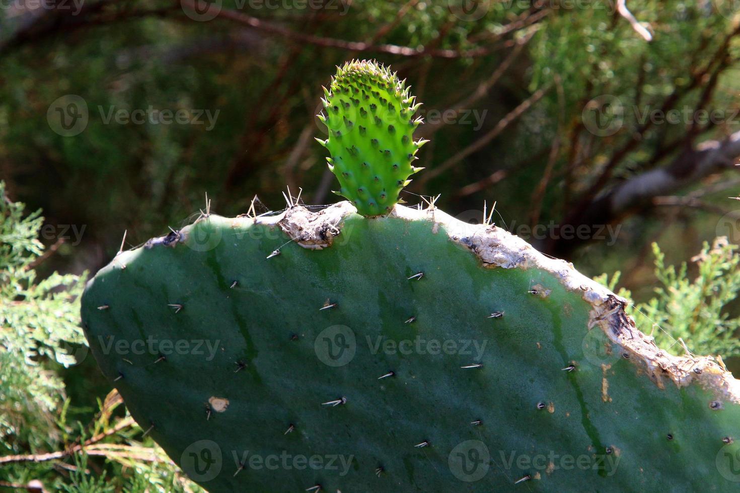 een groot en stekelig cactus groeit in een stad park. foto