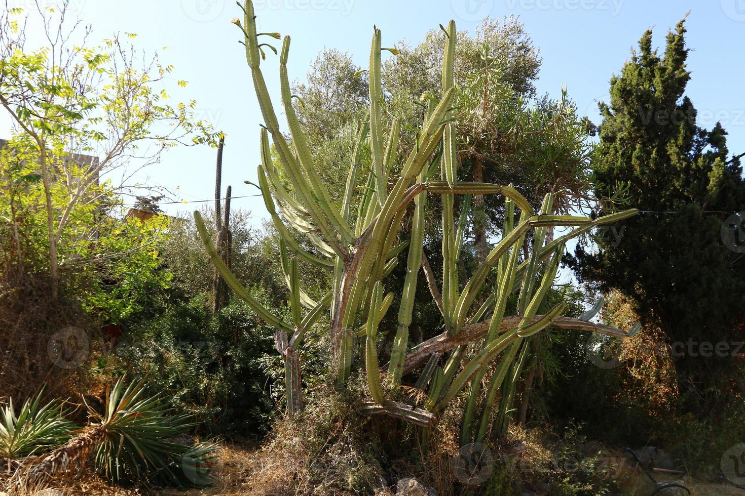 een groot en stekelig cactus groeit in een stad park. foto