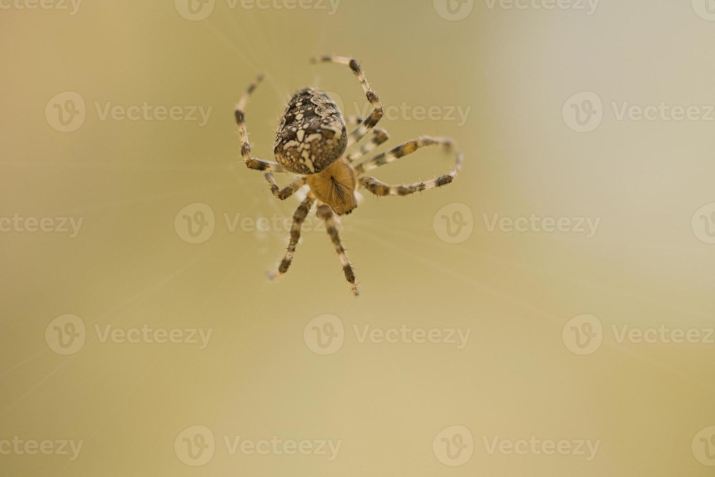 kruis spin kruipen Aan een spin draad. halloween schrik. een nuttig jager tussen foto