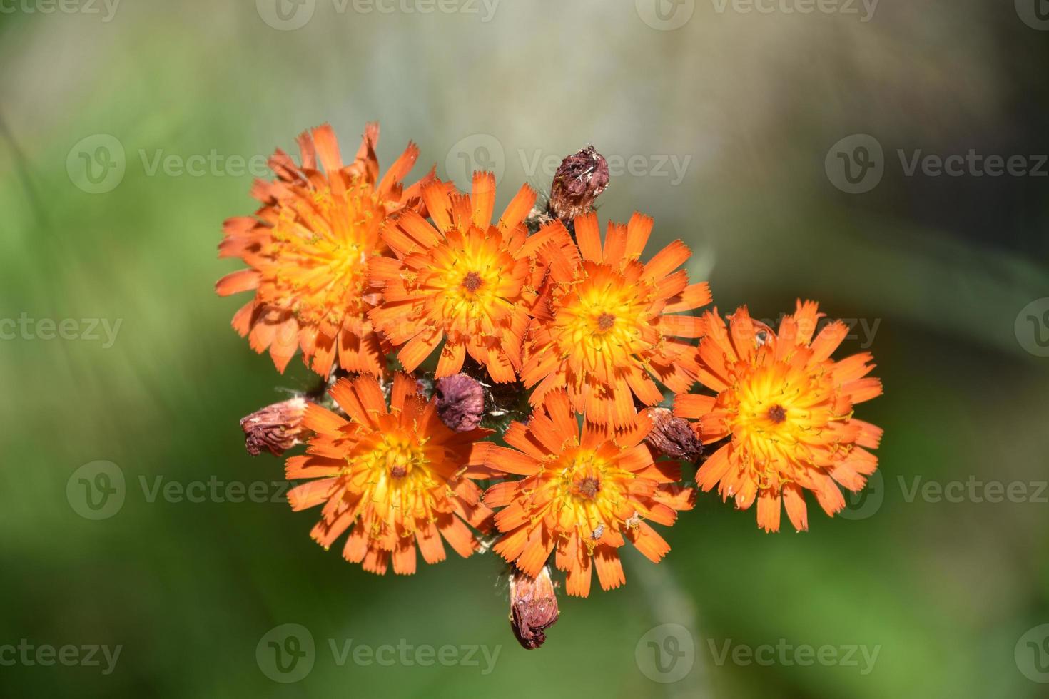 ontluikend en bloeiend wild oranje havikskruid foto