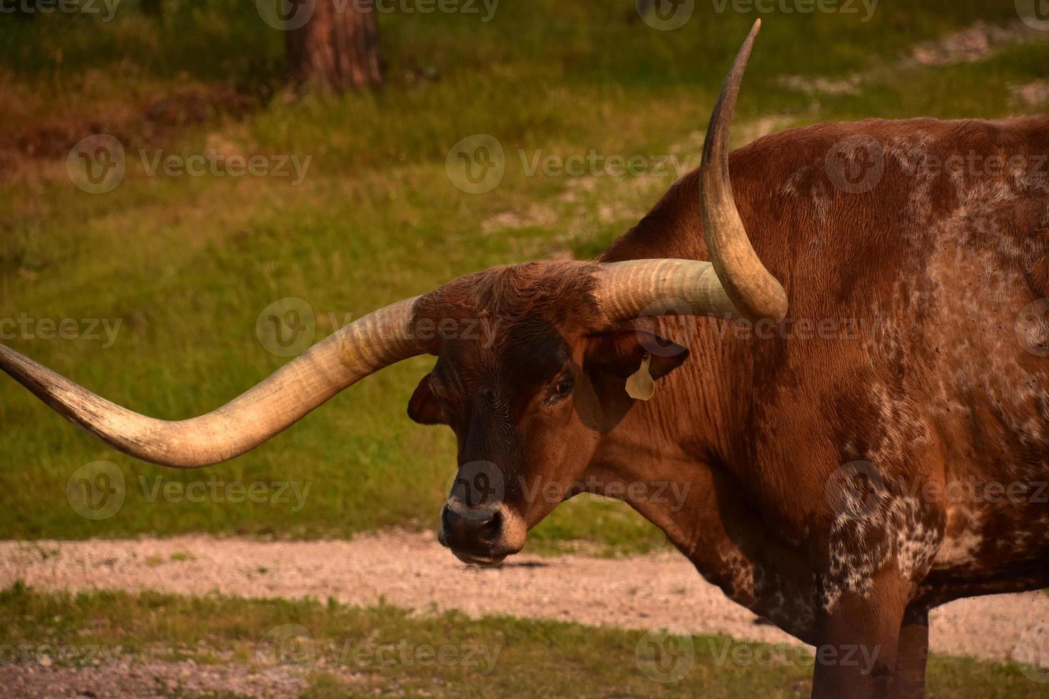 omhoog dichtbij kijken in de gezicht van een Longhorn sturen foto