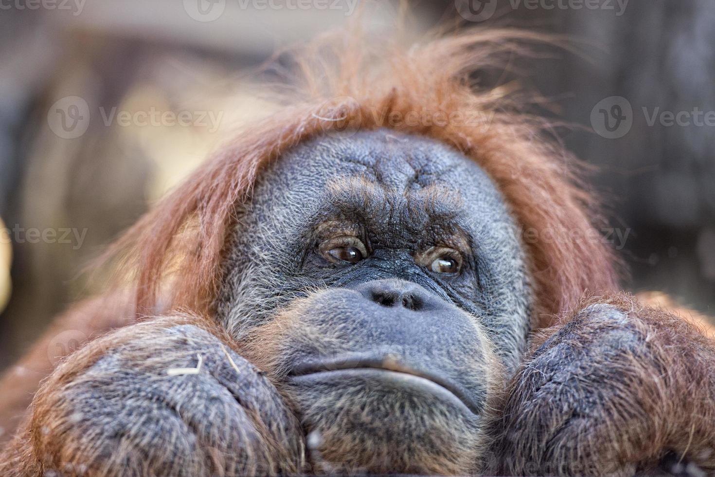 vrouw orang oetan aap portret terwijl op zoek Bij u foto