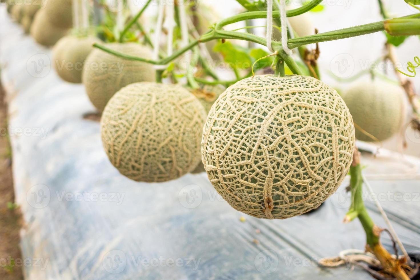 verse groene Japanse meloen meloenen planten groeien in biologische kastuin foto