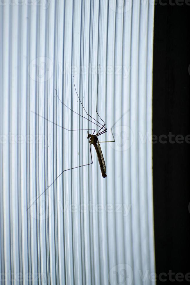 muggen van de lange benen. groot vliegend insect. groot mannetje mug. papa-langbenen. foto