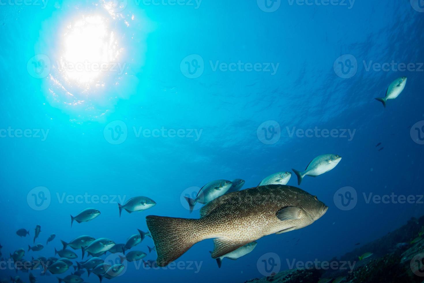 tandbaars zoete lippen school- van vis onderwater- foto