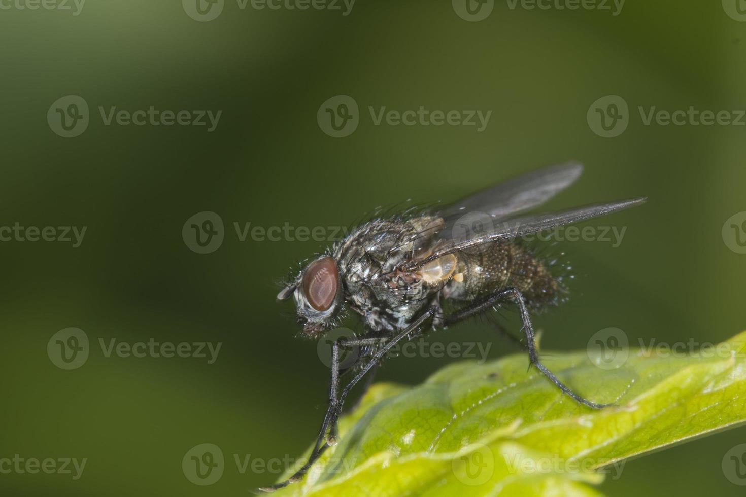 geïsoleerd vlieg Aan de groen achtergrond foto