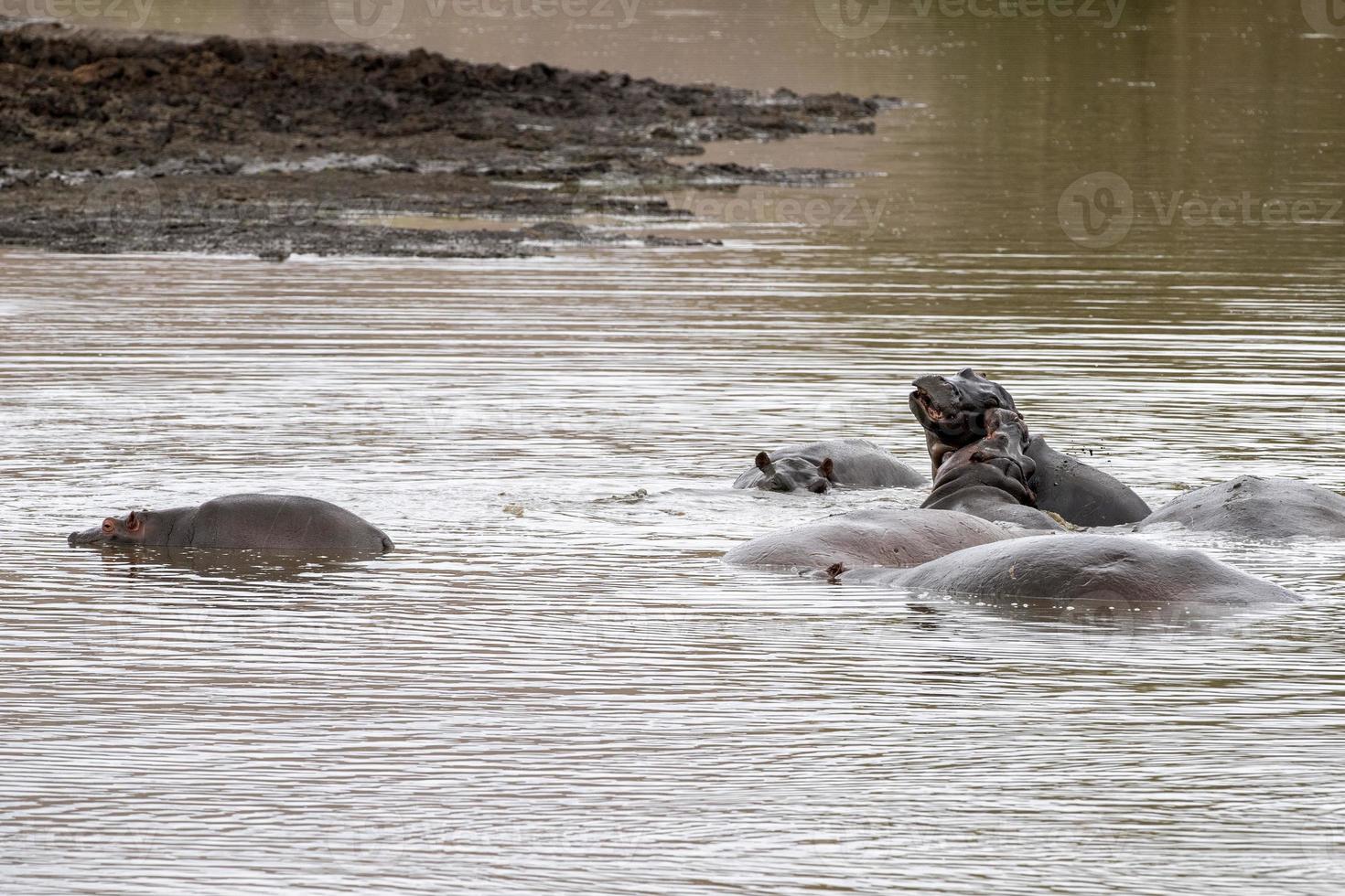 nijlpaarden vechten in Kruger park zuiden Afrika foto