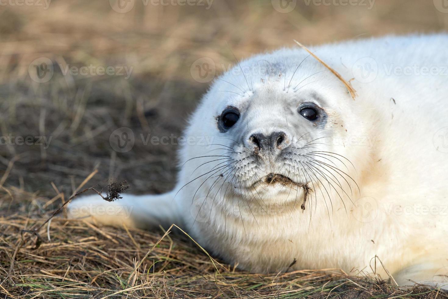 grijs zegel puppy terwijl op zoek Bij u foto