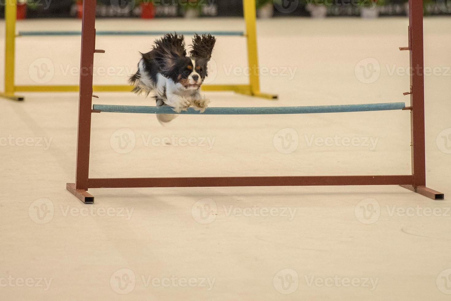 ridder koning hond terwijl jumping foto