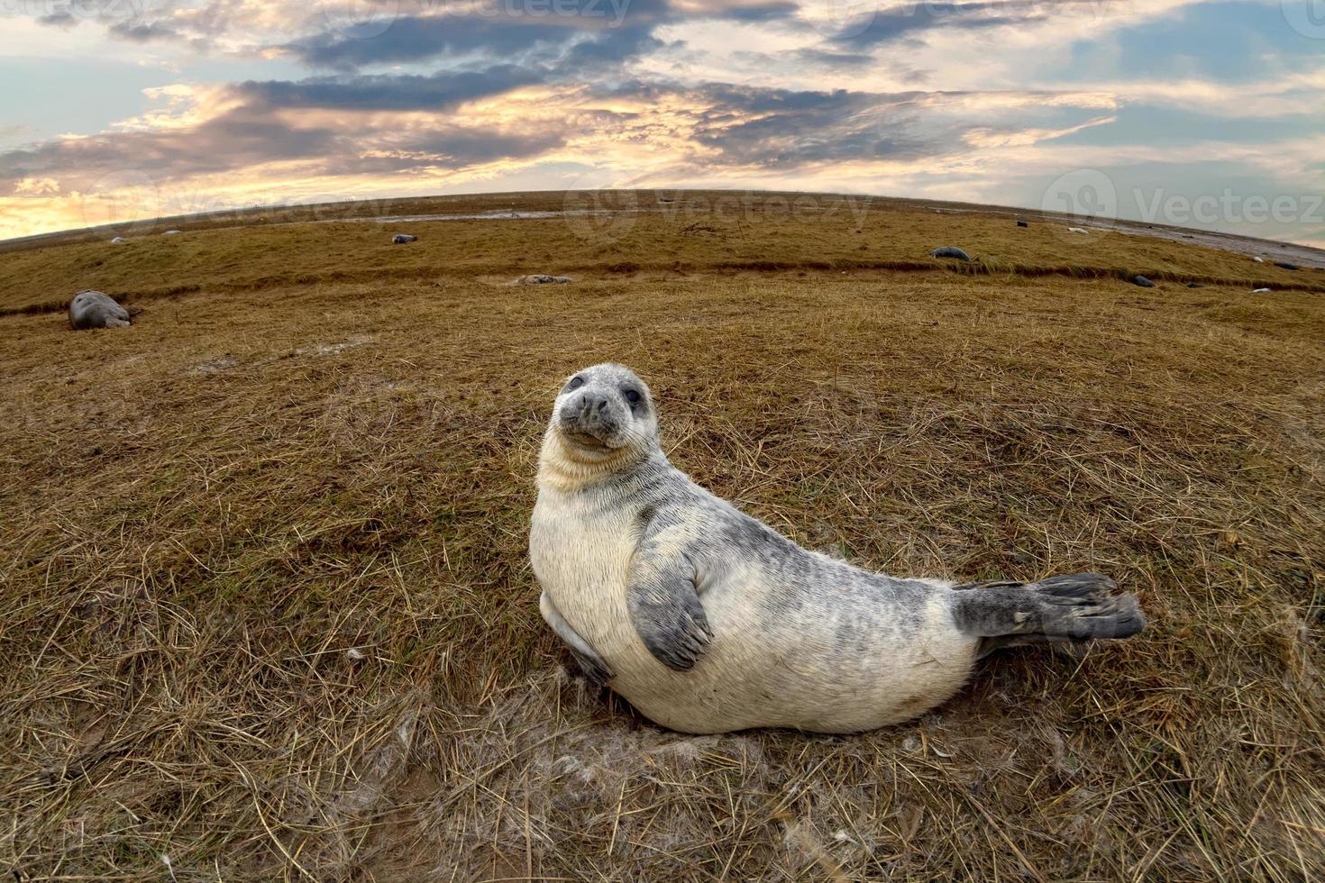 grijs zegel puppy terwijl ontspannende Aan de strand in Super goed Brittannië foto