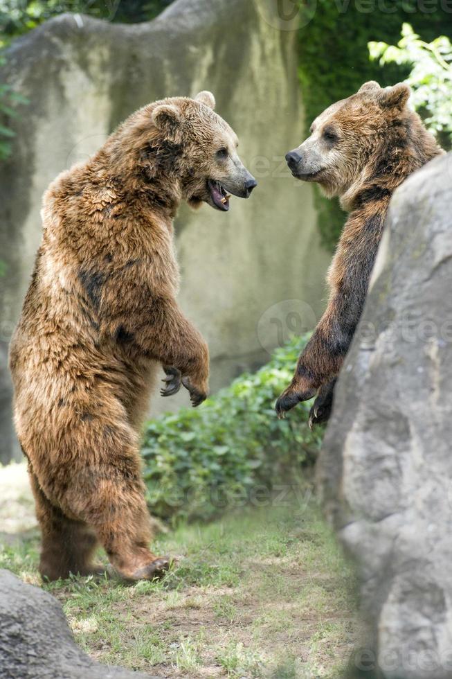 twee bruin grizzly bears terwijl vechten foto