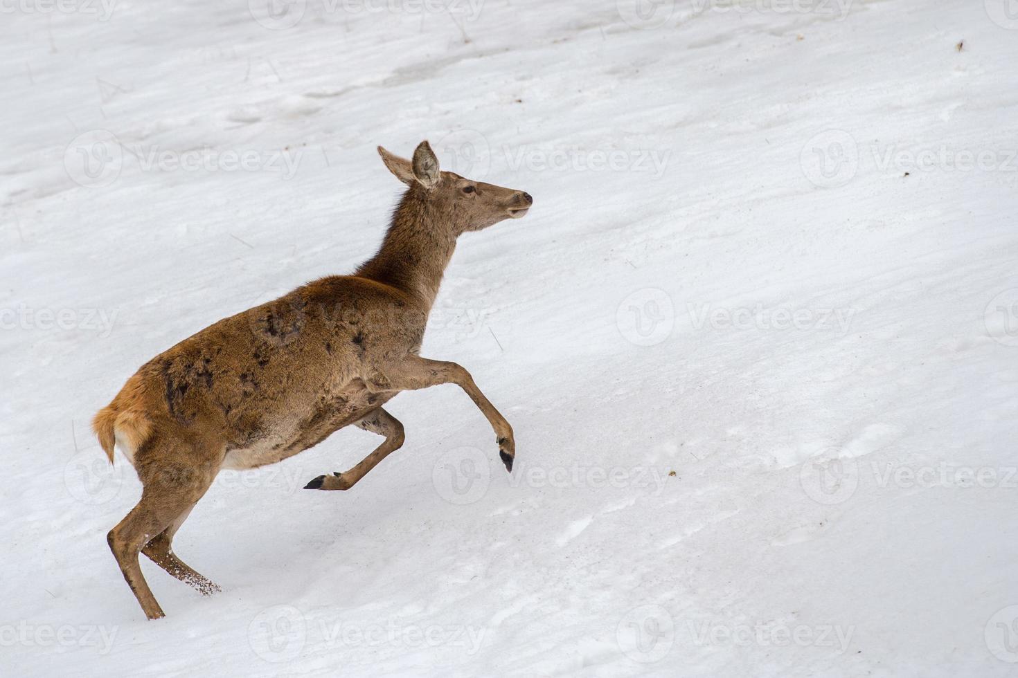 hert rennen Aan de sneeuw in Kerstmis tijd foto