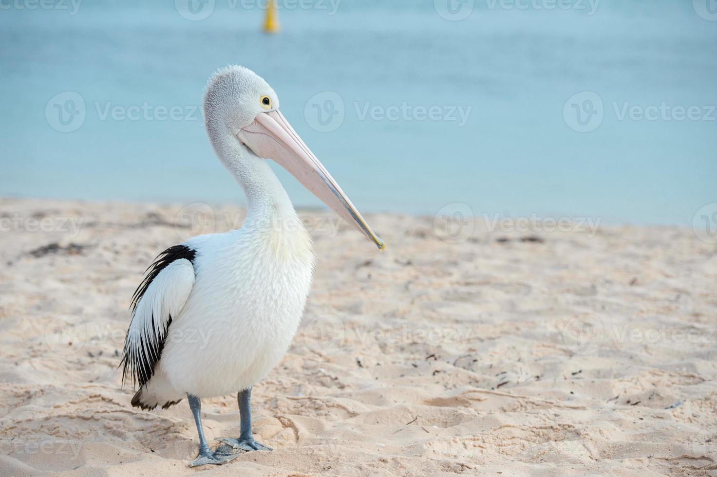 pelikaan dichtbij omhoog portret Aan de strand foto