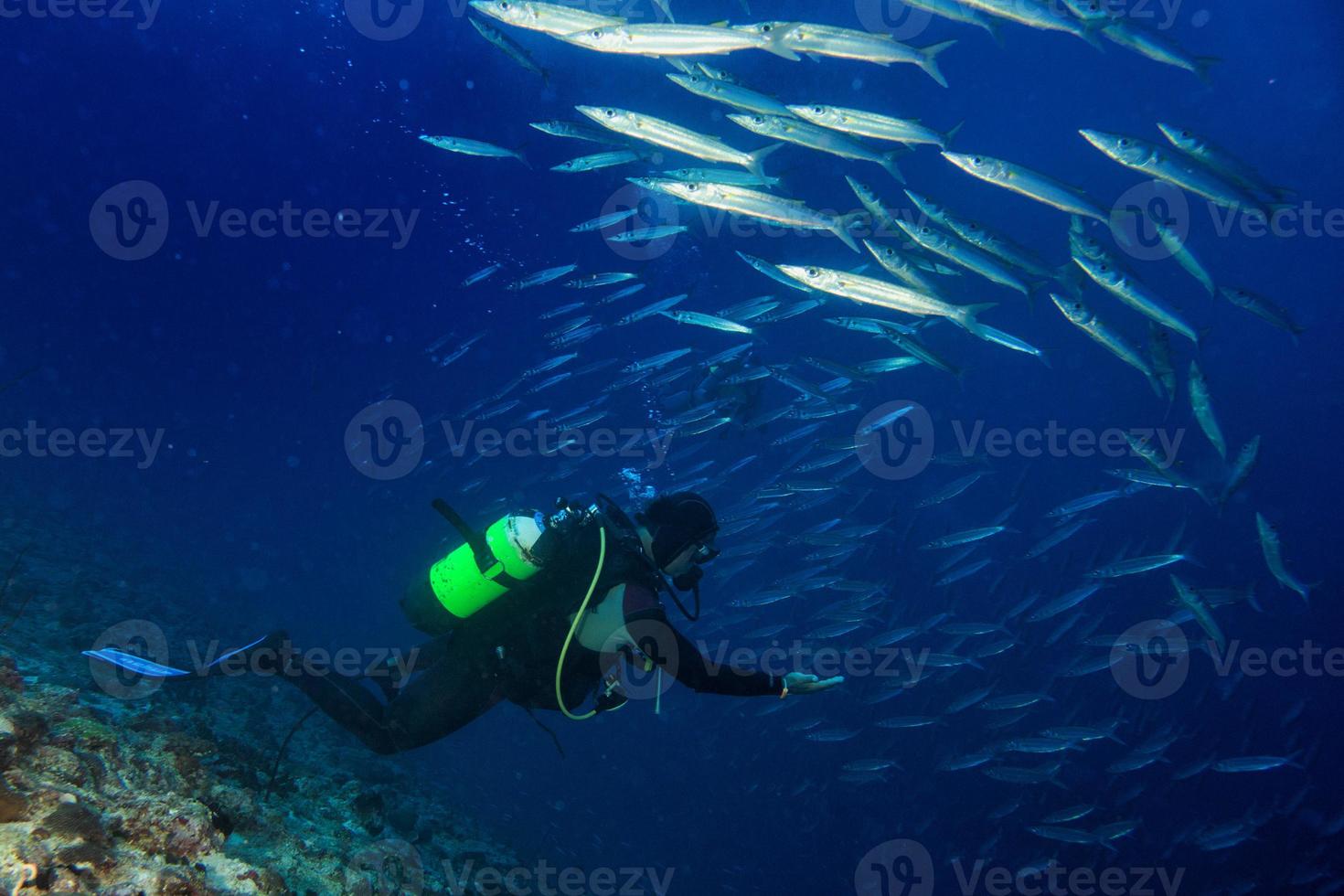barracuda school- van vis onderwater- foto
