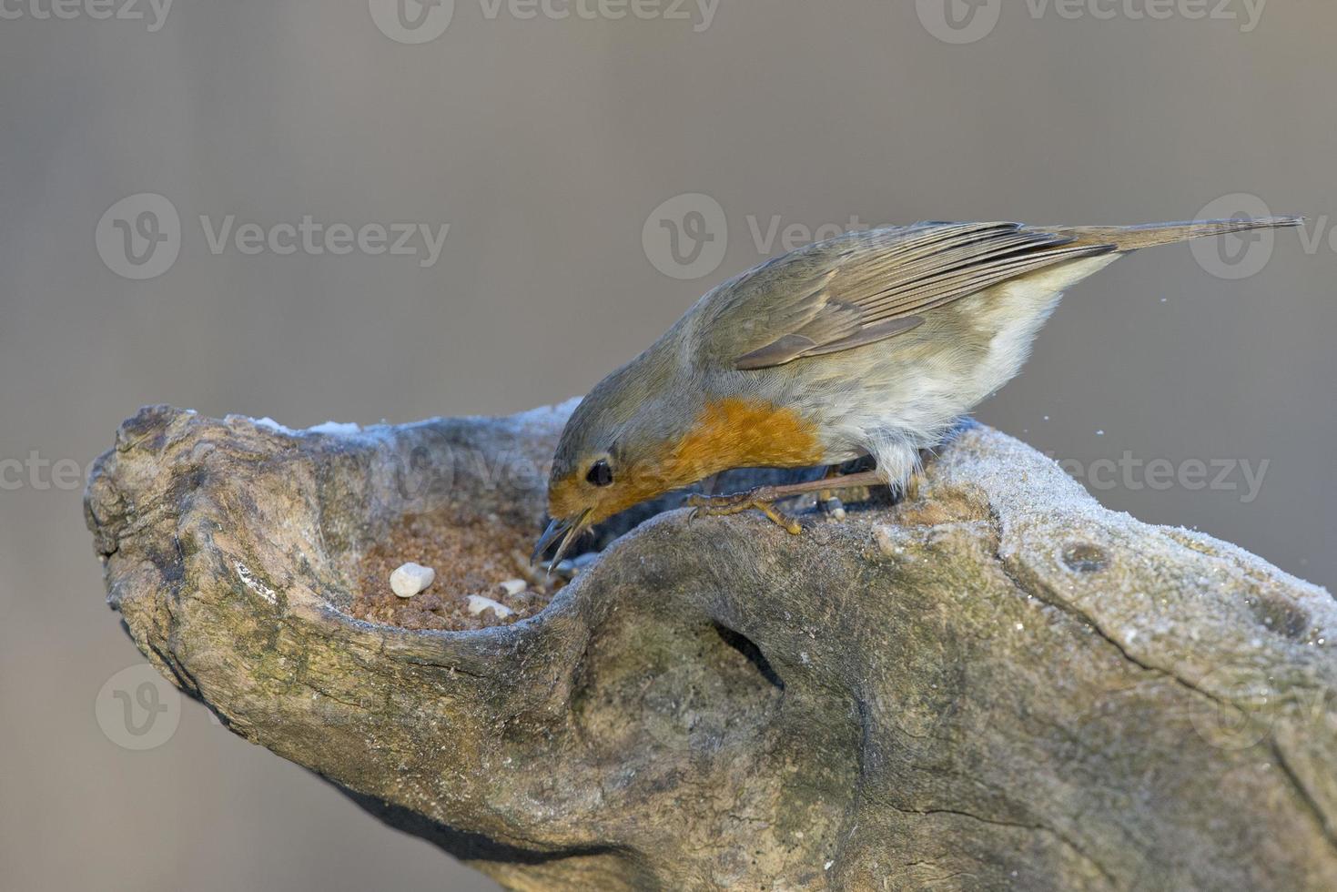 Robin vogel rood borst foto