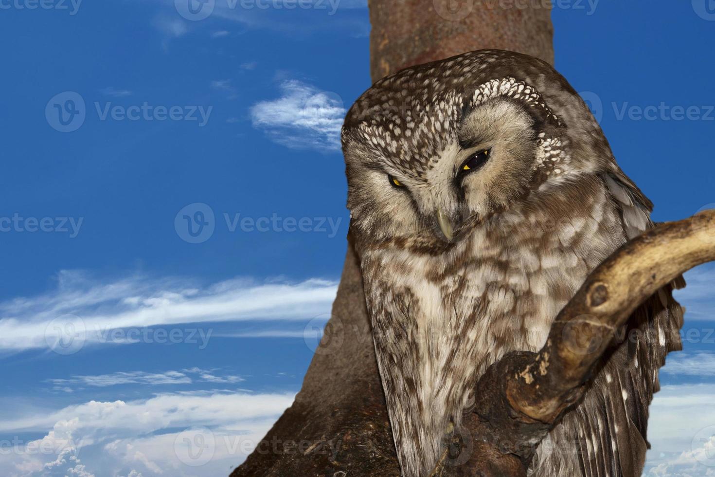 geïsoleerd uil Aan de lucht achtergrond foto