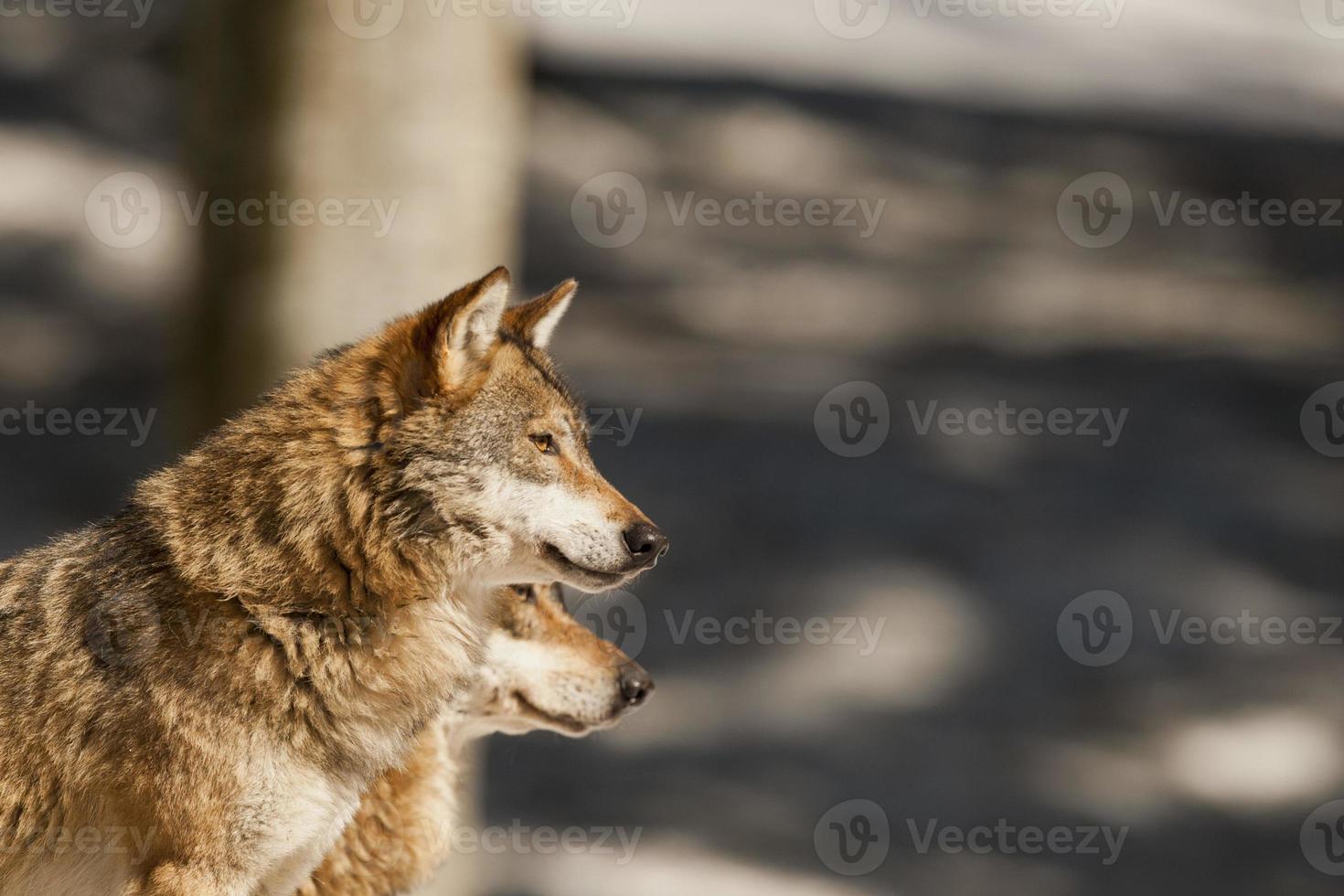 een grijs wolf geïsoleerd in de sneeuw terwijl op zoek Bij u foto