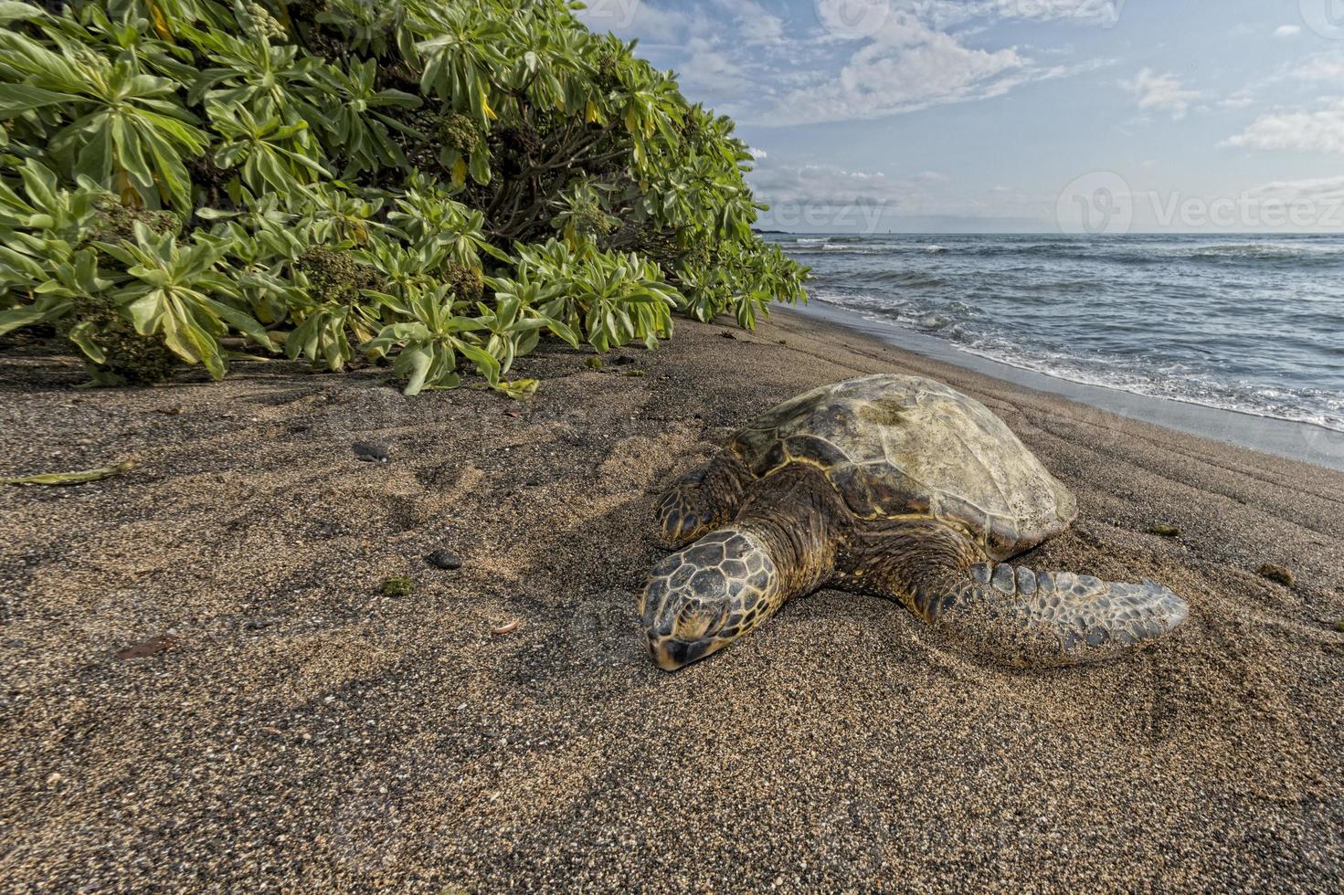 groen schildpad Aan zanderig strand foto