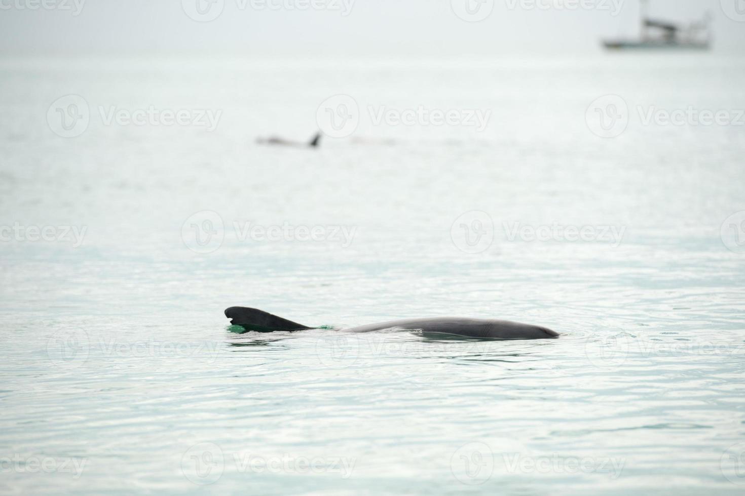 aap mia dolfijnen in de buurt de kust foto