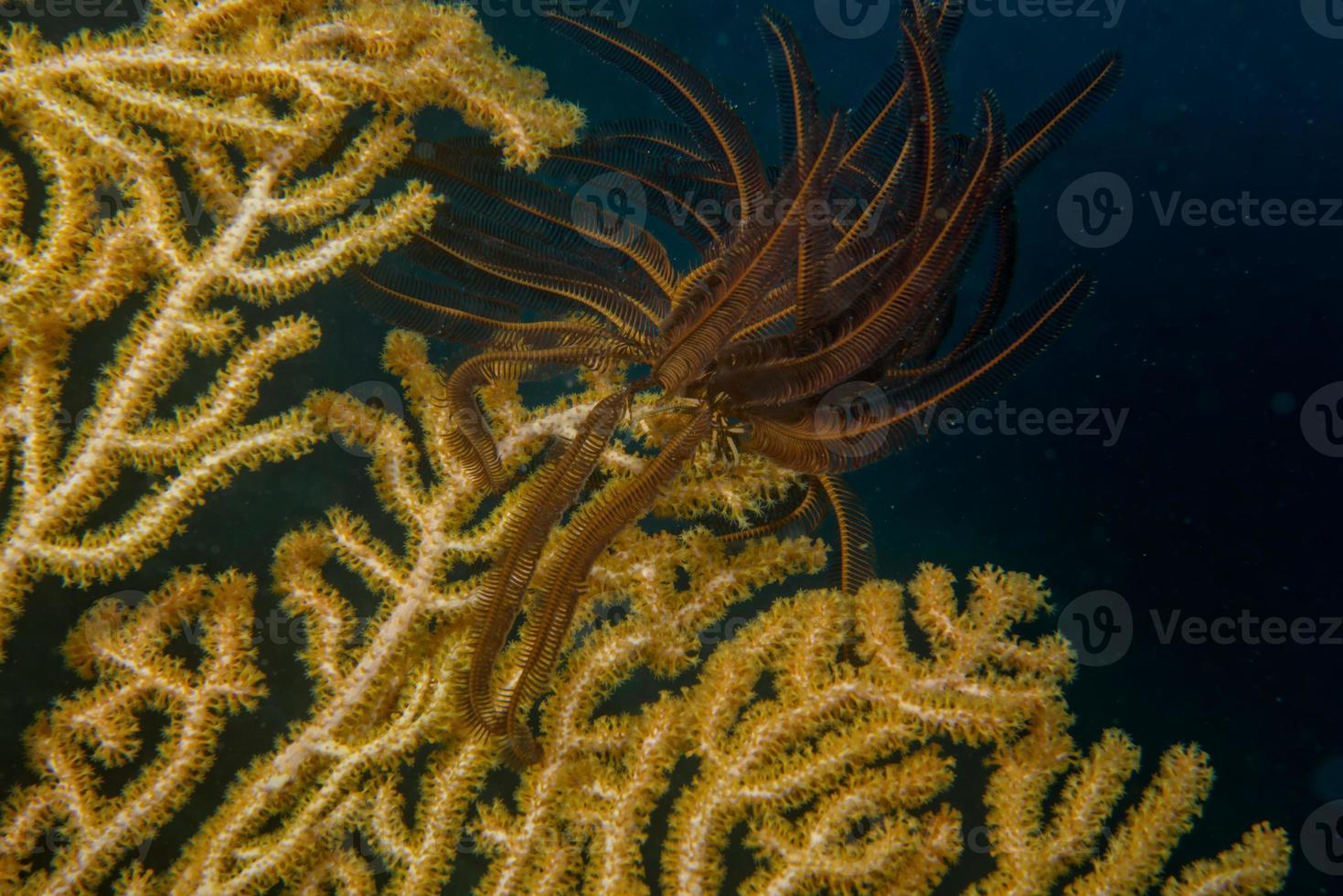 een kleurrijk zacht geel en zwart crinoïde koraal macro in cebu Filippijnen foto