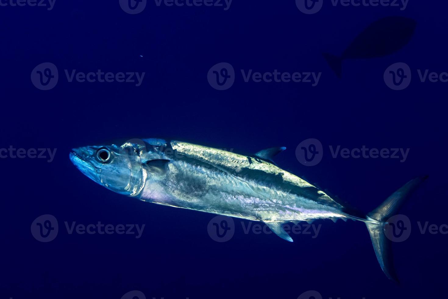 geelvintonijn tonijn onderwater- foto