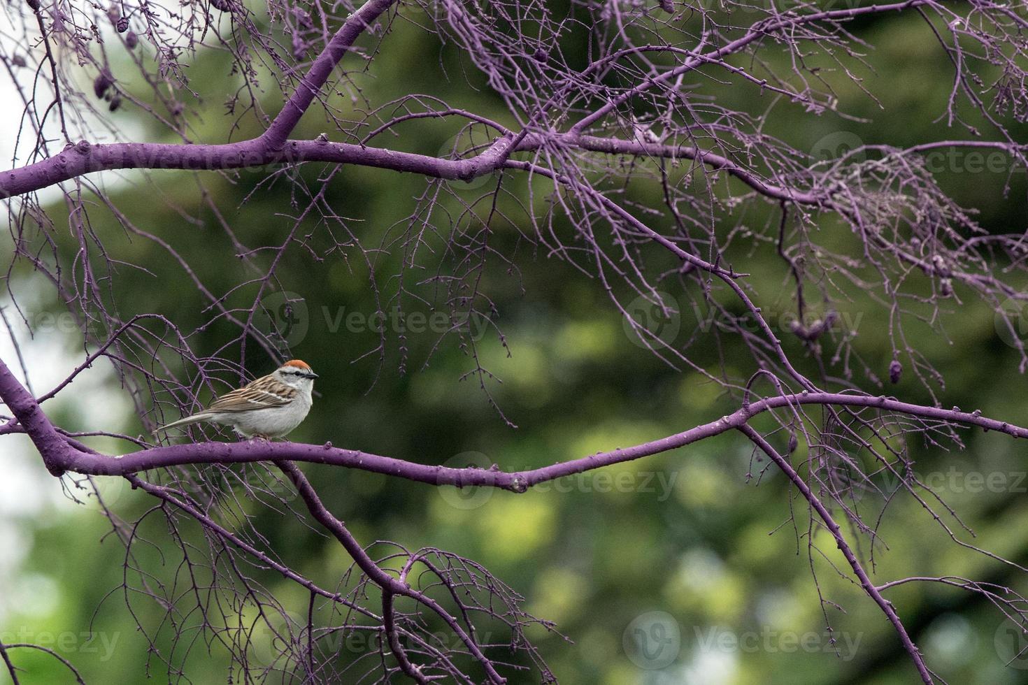 mus op zoek Bij u Aan groen achtergrond foto