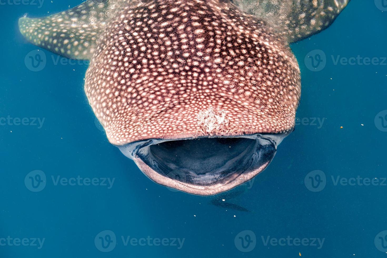 walvis haai Open mond dichtbij omhoog portret onderwater- foto