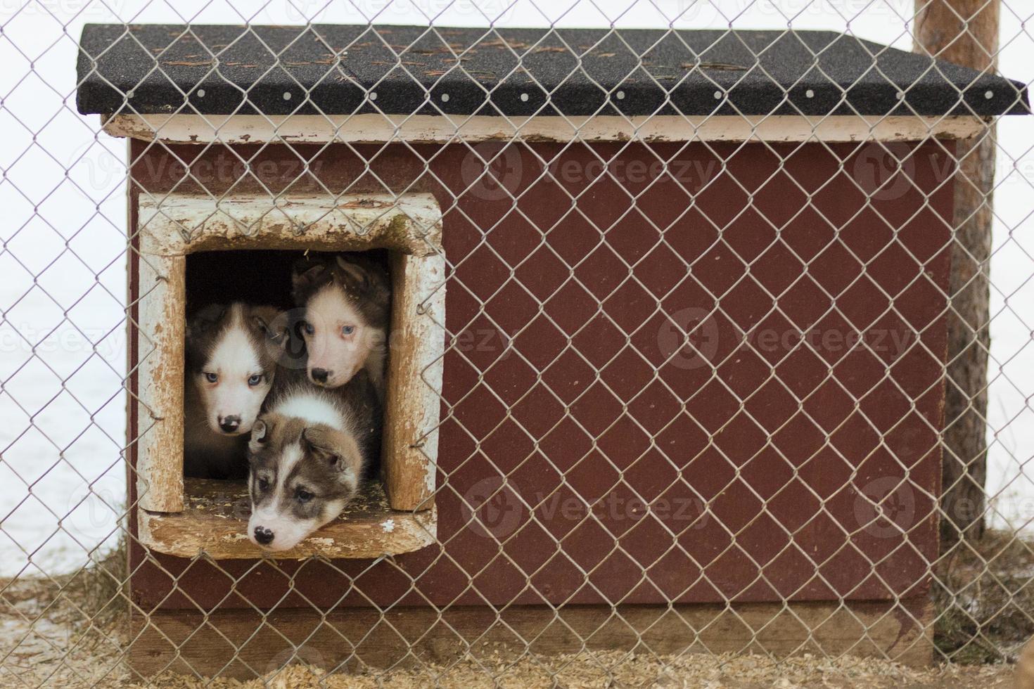 puppy twee maanden oud schor hond foto