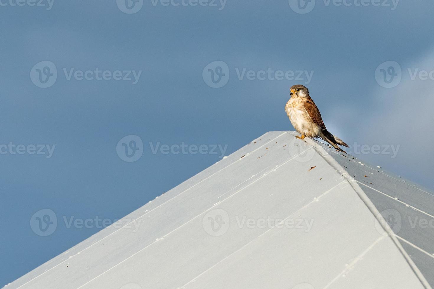 slechtvalk valk portret wile op zoek Bij u foto