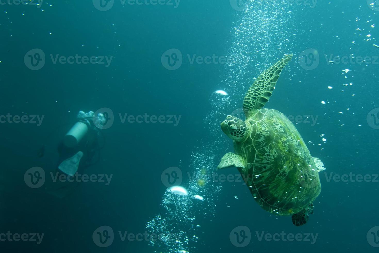 een schildpad vermijden scuba verschillend bubbels in sipadan, Borneo, Maleisië foto