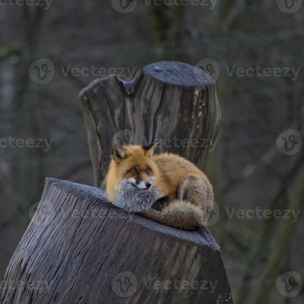 red fox portret foto