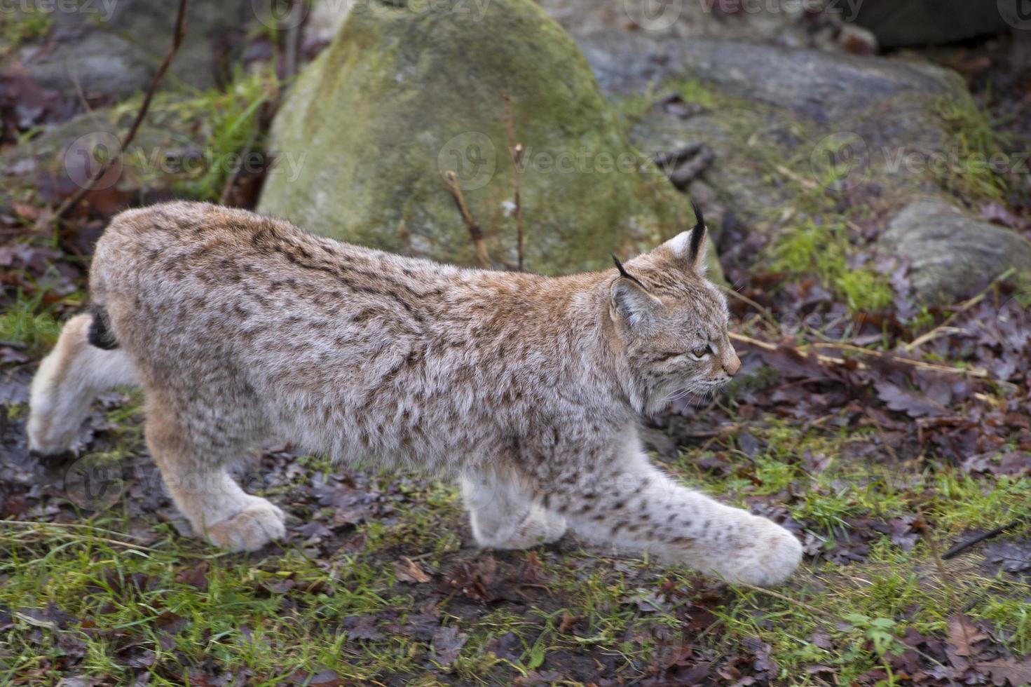 lynx in de gras foto